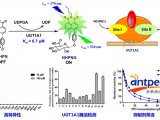 UGT1A1新型荧光探针底物NHPN及其应用