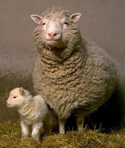 多利和她的头生小羊Bonnie