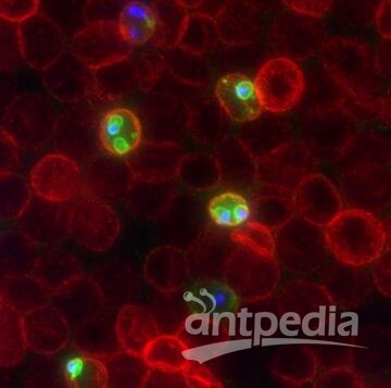 机体的红细胞如何不断进化来帮助人类对抗疟疾