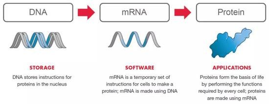 ▲我们能用mRNA来指导抗原蛋白的合成（图片来源：Moderna官方网站）