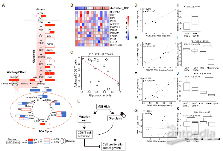 MSI亚型糖酵解增加与CD8 T细胞浸润的关系