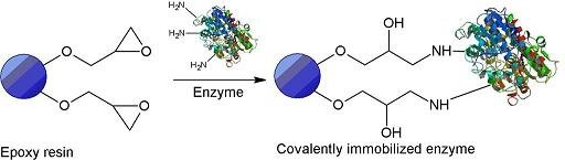 固定化酶载体及酶固定化方法