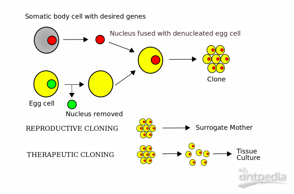 体细胞核移植_细胞克隆(图1)