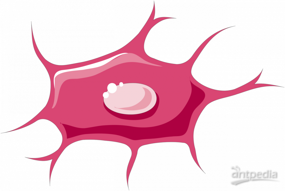 骨细胞(图2)
