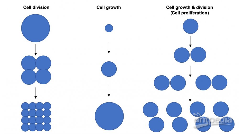 细胞增殖(图1)