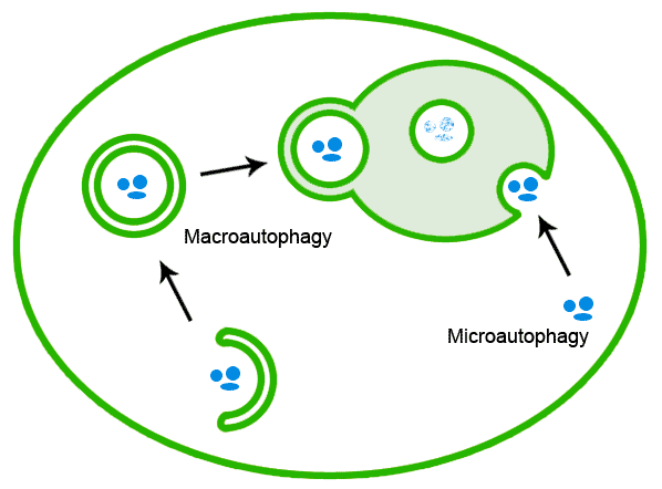 细胞自噬(图1)