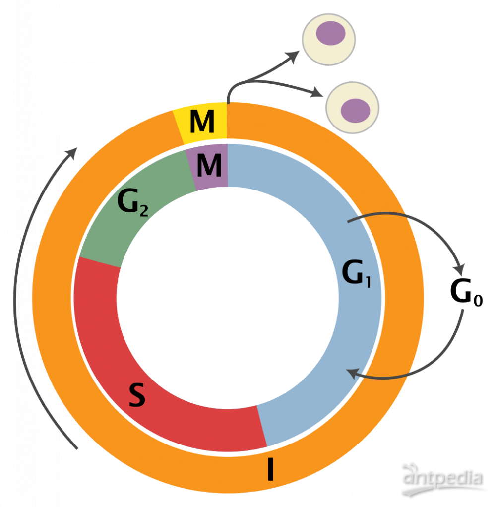细胞周期(图2)
