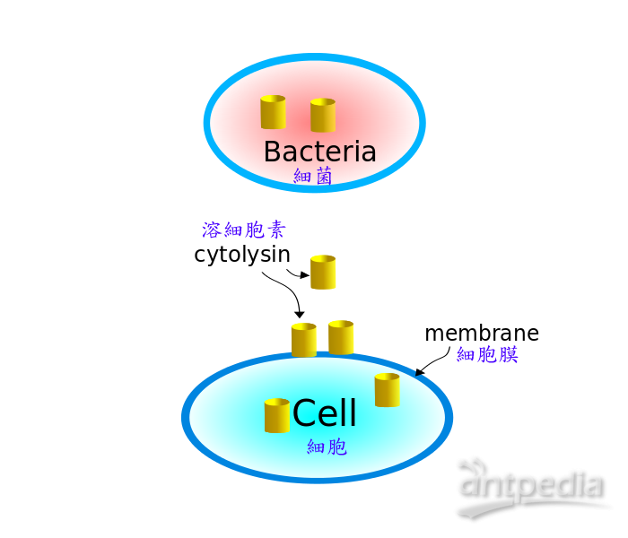 溶细胞素(图3)