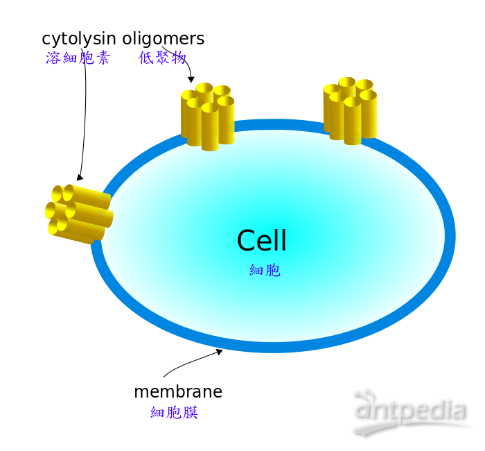 溶细胞素(图4)