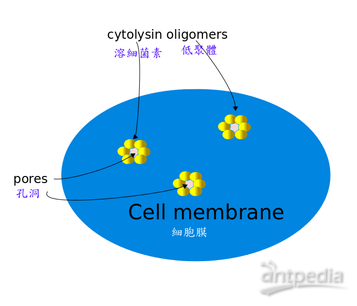 溶细胞素(图5)