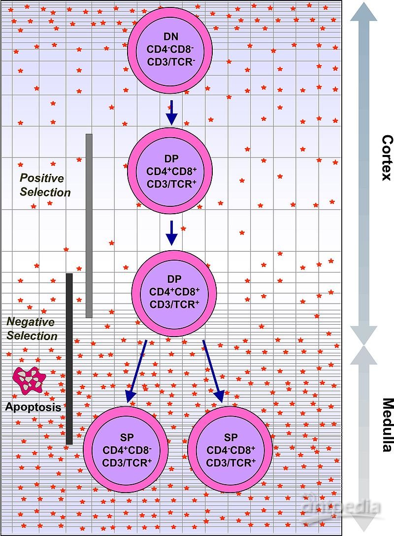 TC细胞_细胞毒性T细胞_杀手T细胞_胞毒T细胞(图2)