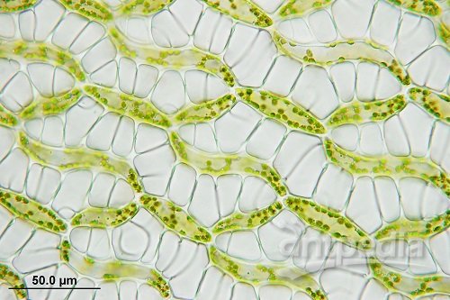 泥炭藓独特的透明细胞（储水细胞）.jpg