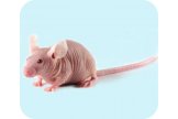 动物模型/动物实验碧云天动物药效学实验 应用于原料药/中间体