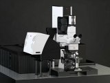 德国徕卡 多光子显微镜 STELLARIS 8 DIVE