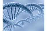基因合成/DNA提取纯化/QPCR/ChIP服务