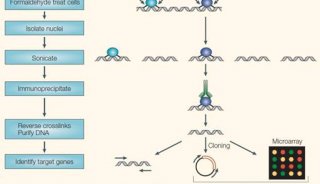 RNA结合蛋白免疫沉淀RIP