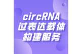 circRNA过表达