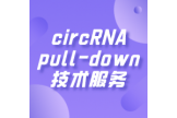 circRNA pull-down