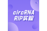 circRNA RIP（RNA immunoprecipitation）实验