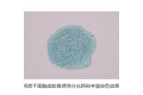 间充质干细胞（MSC）成软骨诱导分化图 赛百慷