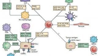 肿瘤免疫流式细胞因子检测