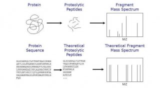 蛋白质肽谱图测定