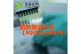 明胶酶谱分析（MMP2/MMP9）