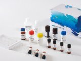 美正氧氟沙星ELISA检测试剂盒 适用测畜禽、水产等组织样本