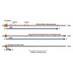 DNA或蛋白质的化学修饰与基因表达(图)