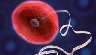 单细胞RNA测序新成果 带你解开心脏发育的长久谜题&nbsp;
