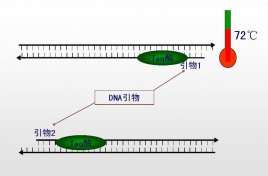聚合酶链式反应PCR原理是什么？