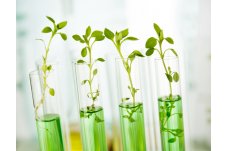 SciTalk云讲堂|“聚焦植物组学，创新质谱应用”2020新进展