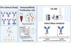 20210528 全自动化免疫亲和纯化联合EMASS-II型CE−MS平台加速下一代生物治疗药物的设计